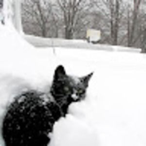 Meet your Posher, Luna